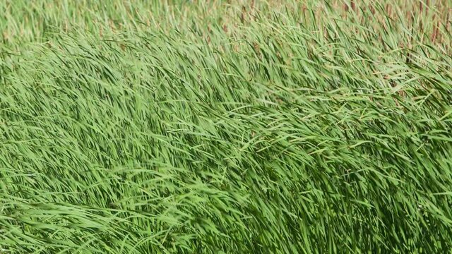 The green grass ripples in the wind. Beautiful texture of tall grass in a meadow or field. A sense of freshness and summer carefree. Background for text or graphics