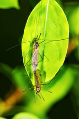 spring time of love and insects reproduce