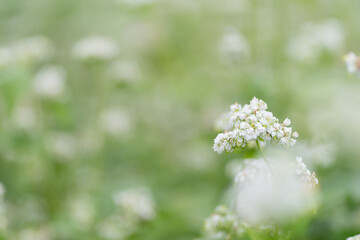 満開の蕎麦の花