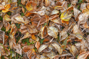 Autumn background of dry fallen leaves. Top view.