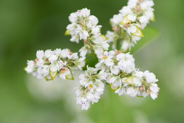 満開の蕎麦の花