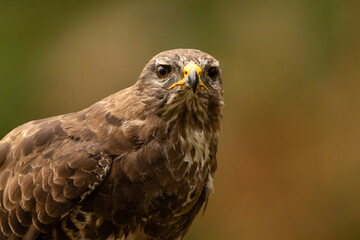 Headshot of Common Buzzard.