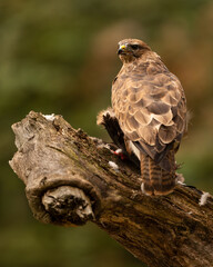 Common Buzzard with prey perched on a log.