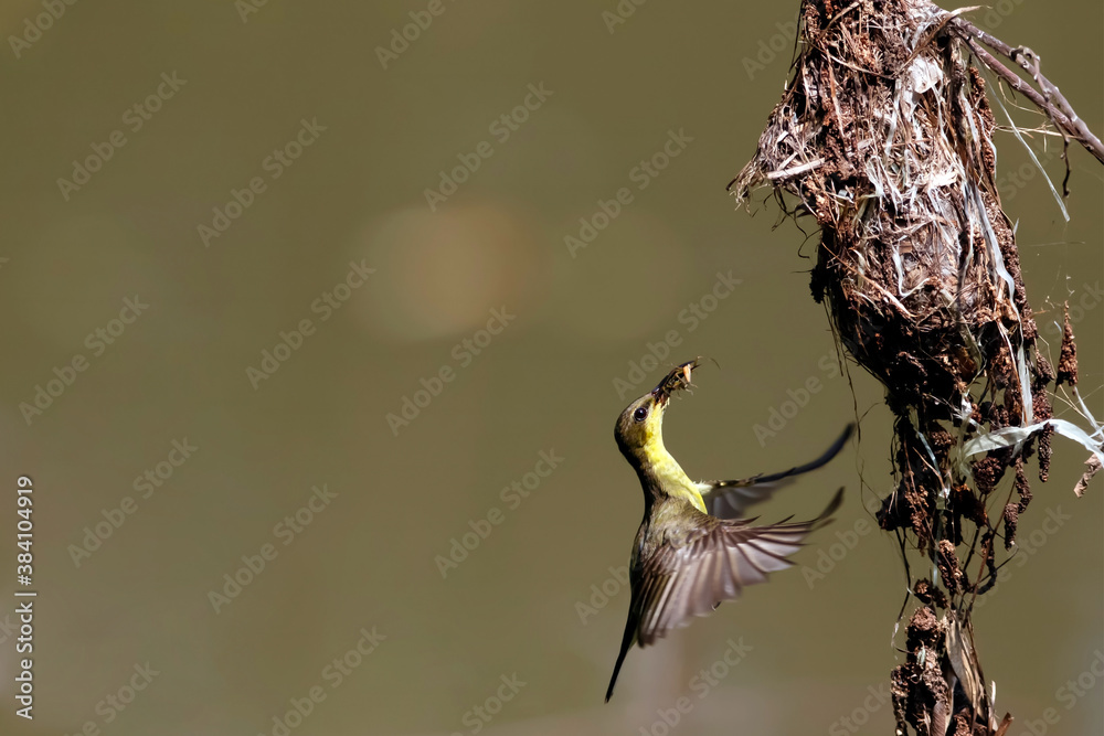 Wall mural Olive backed sunbird(Yellow-bellied sunbird), Mother bird feeding baby in the nest.