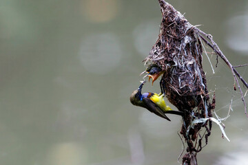 Olive backed sunbird, Father bird feeding baby