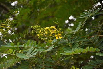 Cassia or Siamese senna flower, Medical plant or herb.