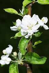 long-awaited spring blossomed apple trees in the garden