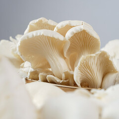 Oyster mushrooms that have been harvested are fresh white and ready for consumption, photographed as attractive as possible against a white background.