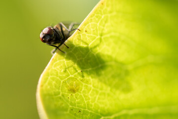 Fliege späht über Blattrand und wirft Schatten auf das Blatt