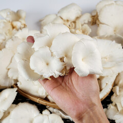 Oyster mushrooms that have been harvested are fresh white and ready for consumption, photographed as attractive as possible against a white background.