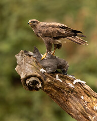 Common Buzzard with prey perched on a log.