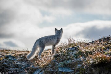 Arctic fox vulpes