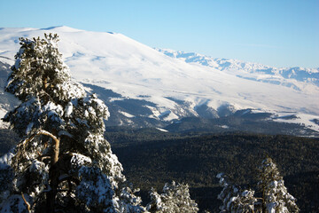 Snow-covered forest and mountains view of a snowy pine tree standing on the left side overlooking the forest.