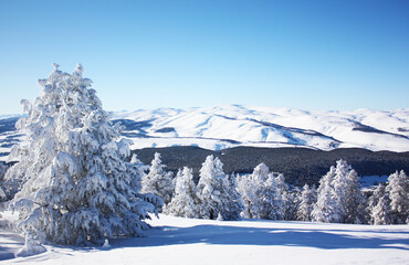 Snow-covered forest and mountains view of a snowy pine tree standing on the left side overlooking the forest 
like the commander of the forest.