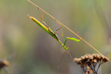 
green praying mantis on dry grass