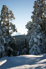 Snowy forest and high mountain landscape seen between two trees.
