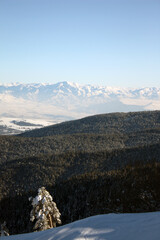 Snow-covered forest and mountains view of a snowy pine tree standing on the left side overlooking the forest 
like the commander of the forest.