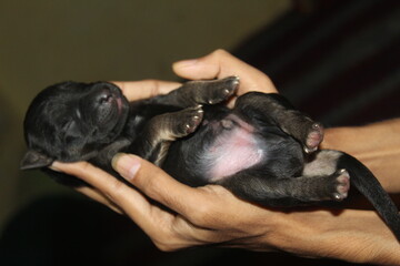 newborn german shepherd puppy new born cute dog puppy in hand