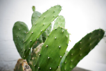 Cactus on white wall background. Minimal plant art