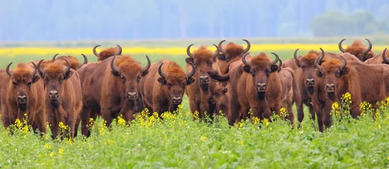 Fototapeten European bison. Herd of wild animals in flowering meadow. Bison bonasus. © YaD