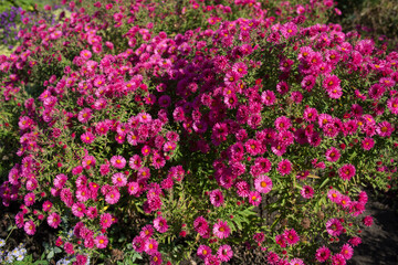 Blooming red maroon chrysanthemums in the autumn in the garden, top view. Very beautiful blooming floral background