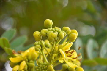 Cassia or Siamese senna flower, Medical plant or herb.