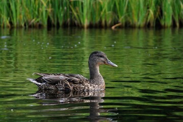 Mallard floats on the water