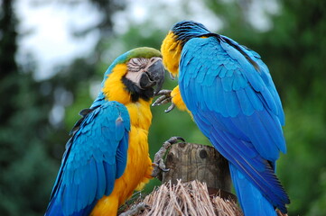 blue and yellow macaw ara © diewifoto