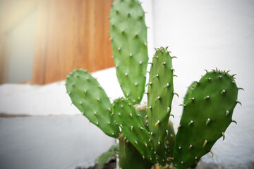 Cactus on white wall background. Minimal plant art