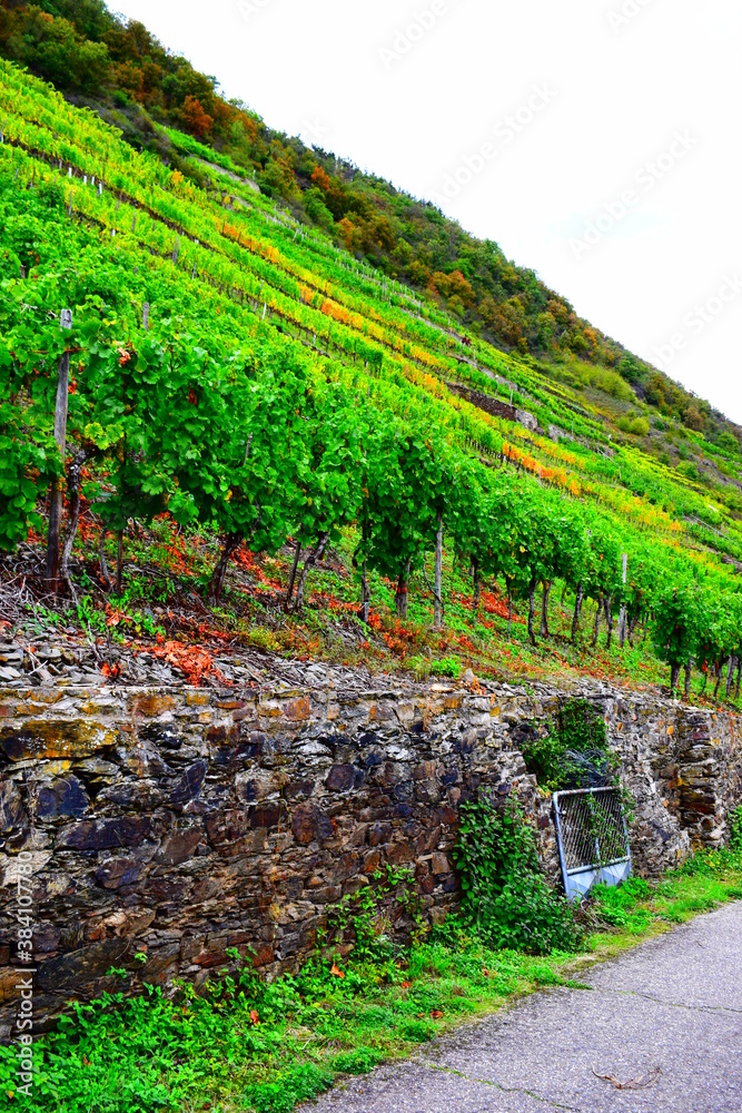 Poster herbstliche Steillagenweinberge