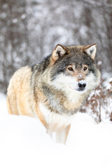 Fototapeta premium Male wolf stands in the snow in beautiful winter forest