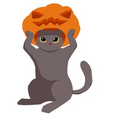 halloween cat, halloween pumpkin for celebration, grey kitty, holiday traditions