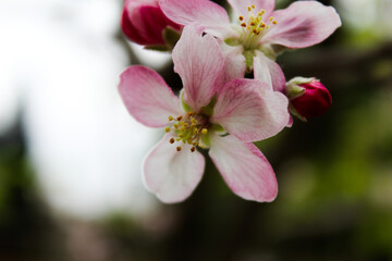 Obraz premium Blossom