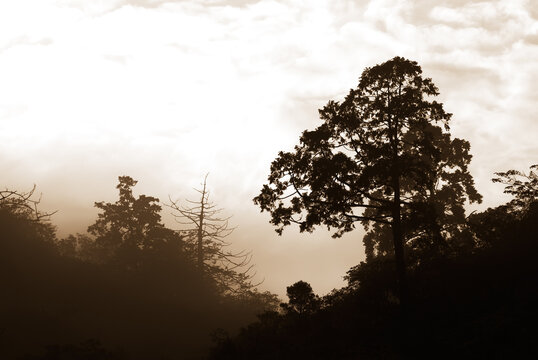 silhouette of tree