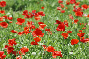 Obraz premium ポピー