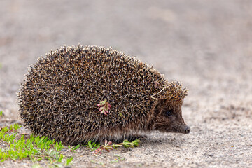 A small hedgehog (lat. Erinaceus europaeus) looks out from passage in a pine forest.