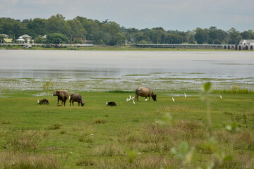 Buffalo eating grass on swamp.