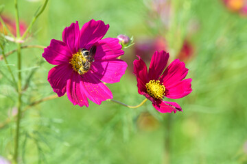 Obraz premium コスモスとハチ