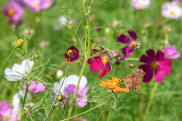 コスモスとチョウ