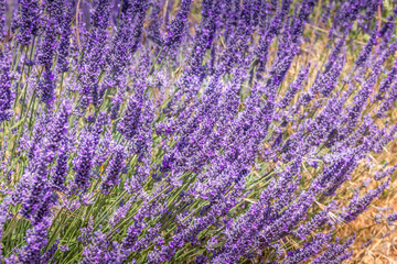 Naklejka na ściany i meble Lavender field in Provence, South of France