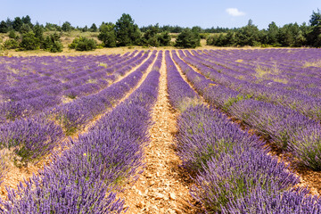 Fototapeta premium Lavender field in Provence, South of France