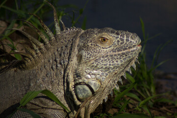 Big Iguana in Thailand