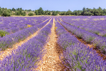 Naklejka na ściany i meble Lavender field in Provence, South of France