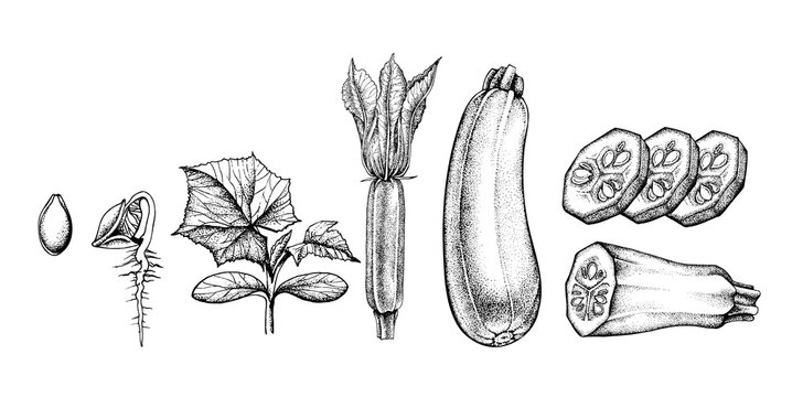 infographics how zucchini and squash grows, vector black and white graphics, from seed to harvest, engraving, gourmet cuisine, vegetarian, farm isolated on white background for print, cookbook