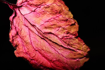 Dry Leaf Texture Abstract Background