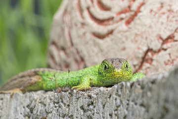 Sand lizard in the garden