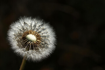 Plants close-up. Dandelion detail macro bloom.