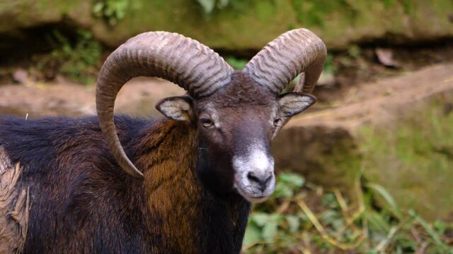 Close up of big horn sheep mufflon head in Autumn. 