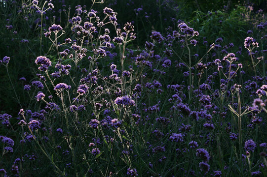field of lavender light and shadow for background
