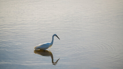 Seidenreicher Les Landes Frankreich Hossegor Reiher 